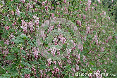 Flowering currant Ribes sanguineum, flowering shrub Stock Photo